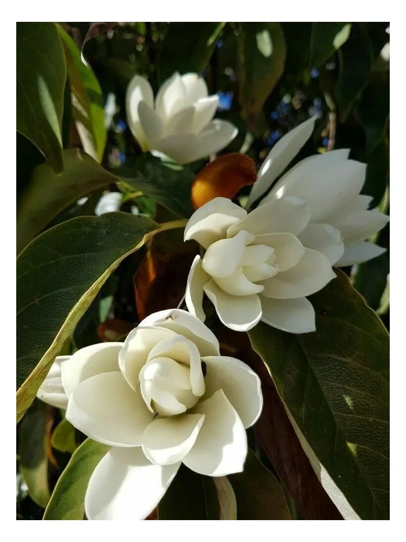 Magnolia grandiflora gallisoniensis pianta in vaso ø30 cm h 100/120 cm Vivaio di Castelletto