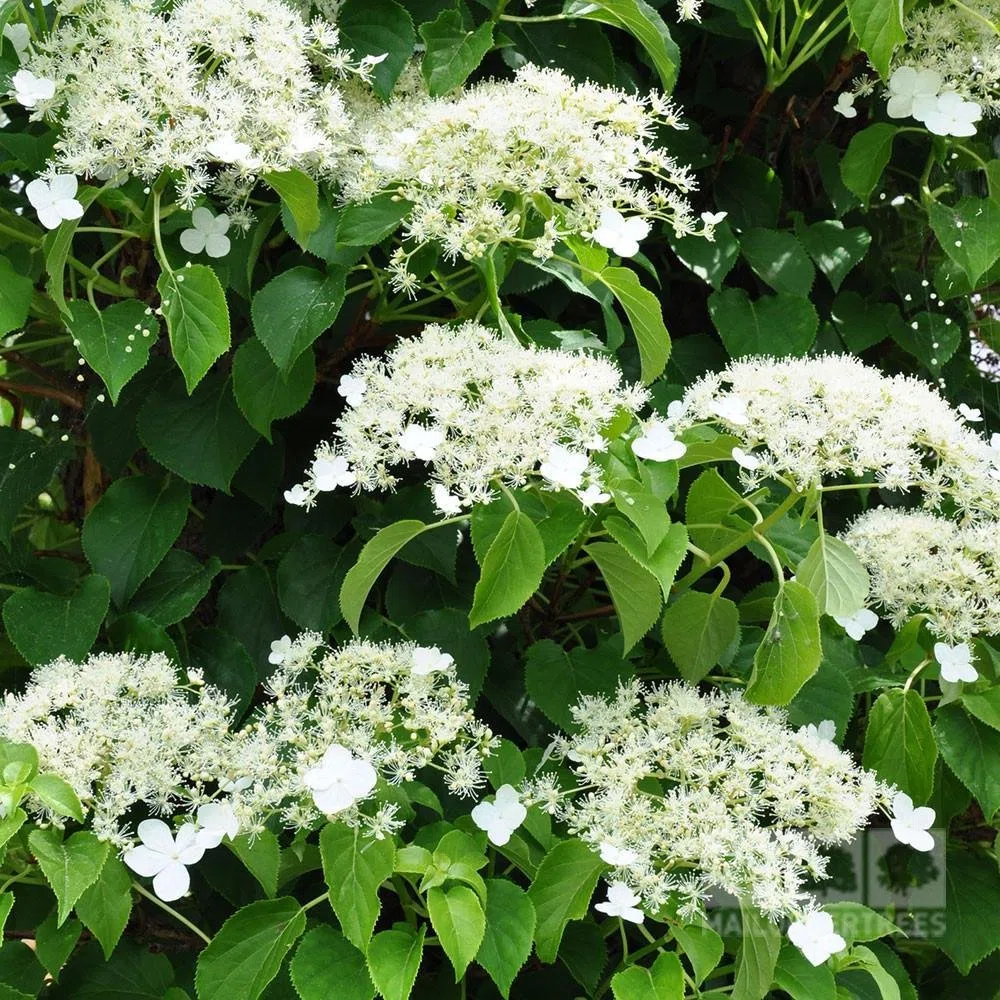 Ortensia rampicante (Hydrangea anomala Petiolaris/Hydrangea) Pianta rampicante - Bianca, perenne e resistente - Ortensie - Vaso da 2 litri | Clematis Piante rampicanti online