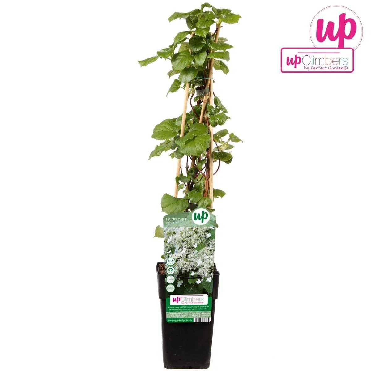 Pianta di Ortensia Petiolaris h cm 65 su vaso alto cm 11 pianta rampicante
