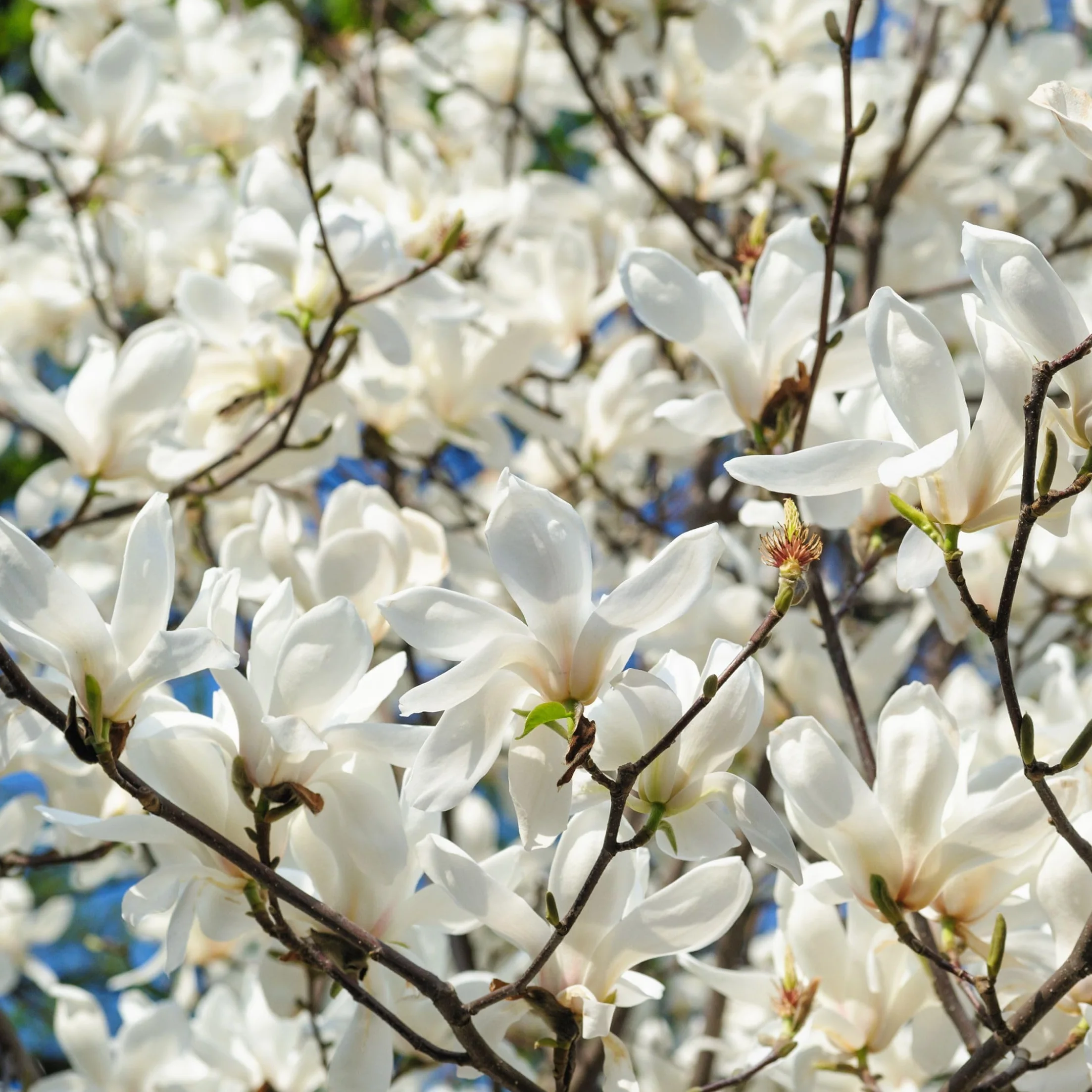 Plant in a Box - Magnolia - Mix di 3 - Magnolia Susan, Soulangeana, Stellata - Vaso 9cm - Altezza 25-40cm