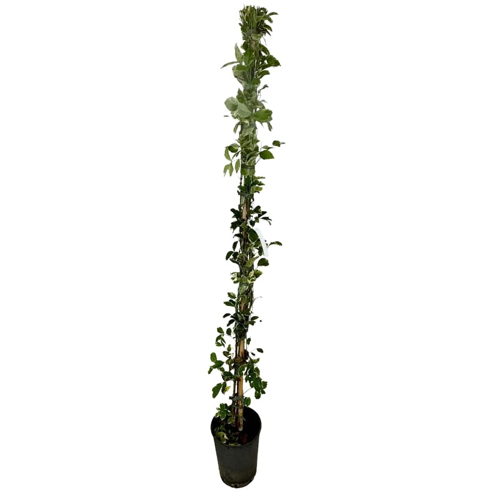 Pianta di Pandorea Jasminoides Bignonia Variegata Rampicante Sempreverde h 150 cm Fiore Rosa Vaso 18 cm per Esterni