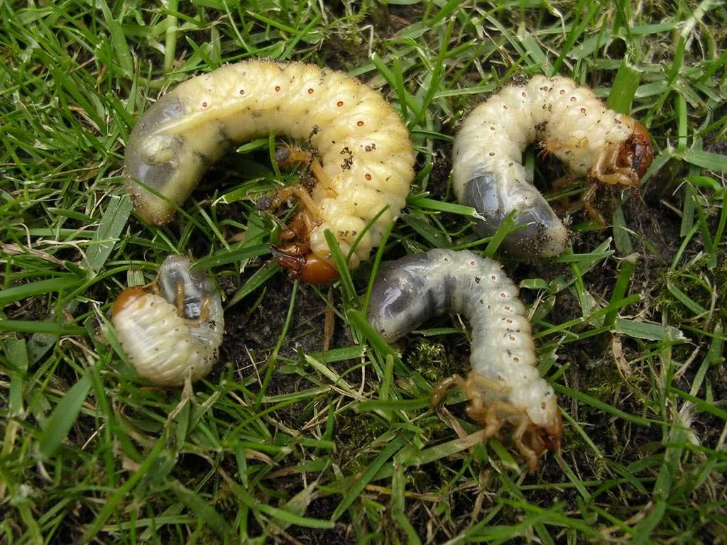 Coleottero di maggio (mix di nematodi contro coleotteri di maggio) 75 milioni per 100 mq
