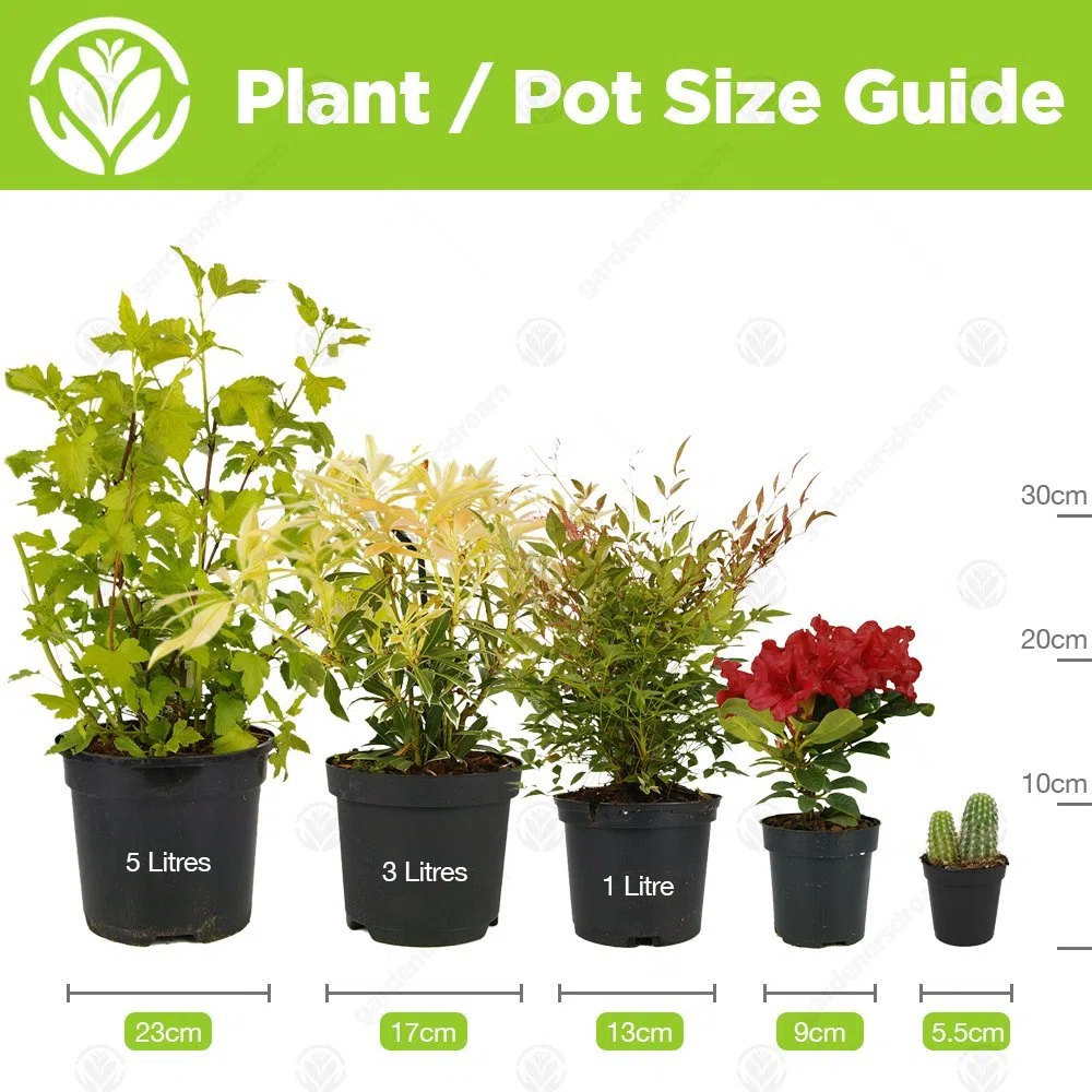 Piante di Bosso da Siepe 20-40 cm Bosso Sempervirens Folta Siepe Sempreverde (25 Piante)