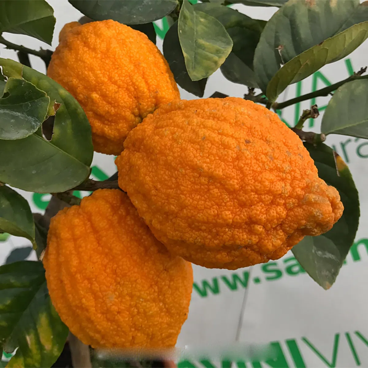 SAVINI VIVAI Pianta di Cedro Albero di Agrumi Cedro della Cina in Vaso da 20 cm Altezza 70 cm 2-3 Anni di innesto Made Italy