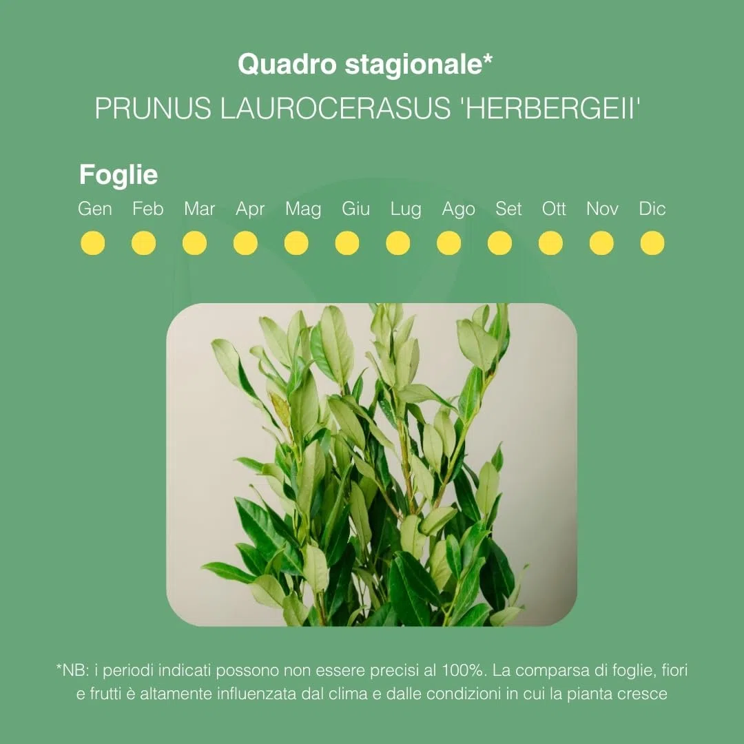 PRUNUS LAUROCERASUS (HERBERGII). Lauroceraso sempreverde, vaso da 19 cm. Piante vere per esterno con fogliame denso e lucido. 6 mesi di concimazione inclusi.