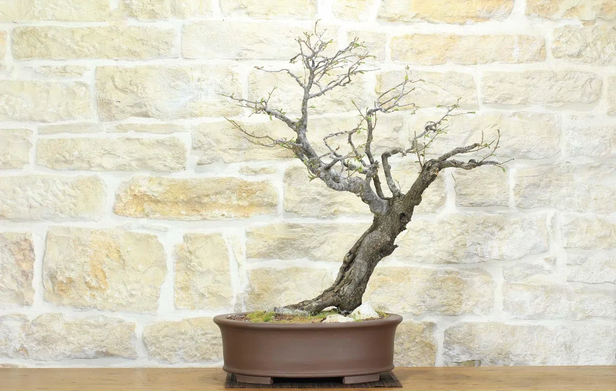 Bonsai di Carpino Nero (2)