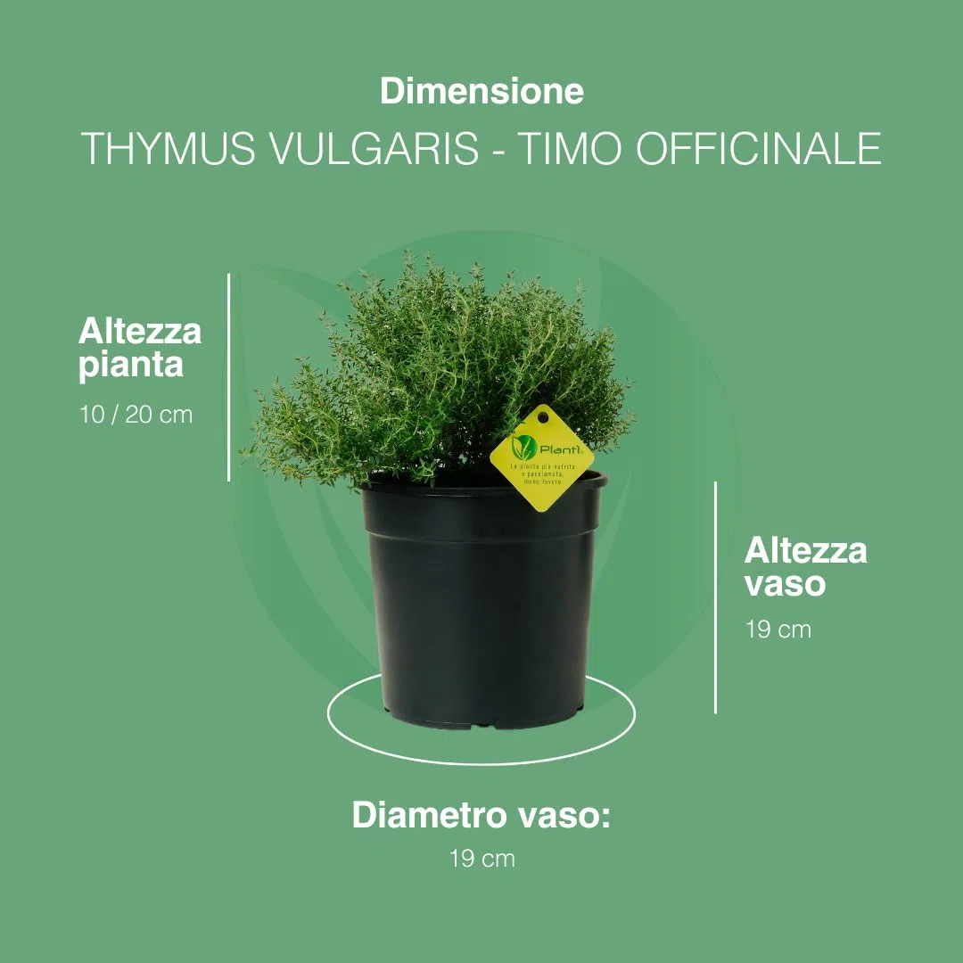PLANTI’ TIMO OFFICINALIS Pianta Vera da Esterno Piante Aromatiche da Cucina, ideale per Insaporire i Vostri Piatti o per Ornare il Giardino di Casa. 6 Mesi di Concimazione con Sistema Plantì