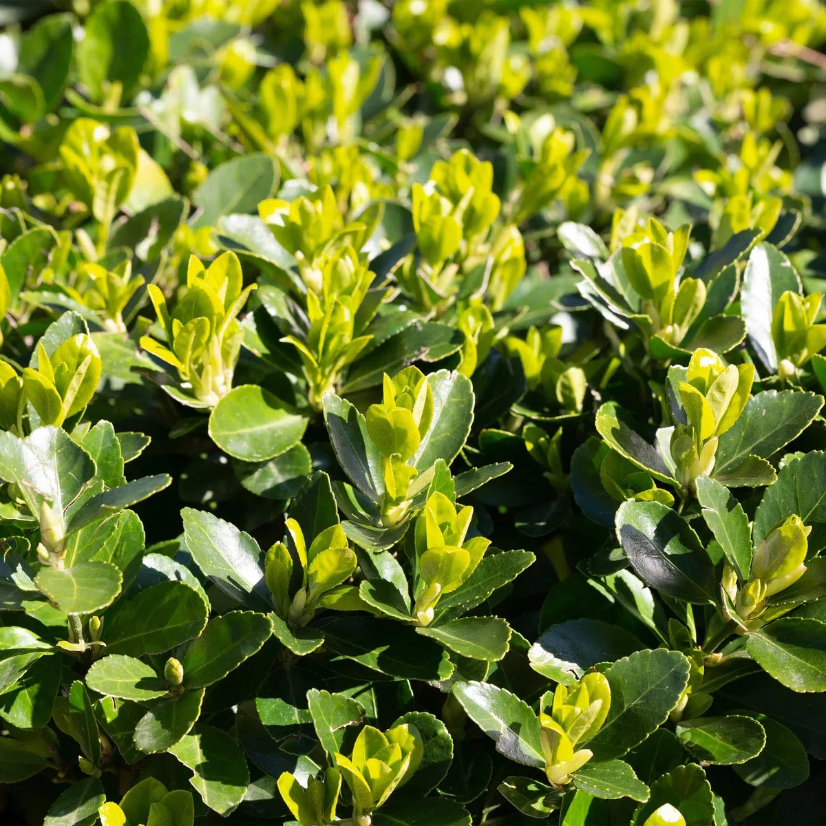 Euonymus japonicus Green Spire - pianta siepe - foglia verde - 6 piante - 1 metro - pervinca - 17 cm altezza 40 cm - facile da pulire e tollerante al sole