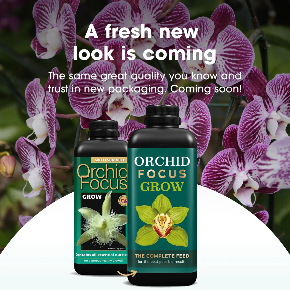 Orchid Focus Grow, 1 litro