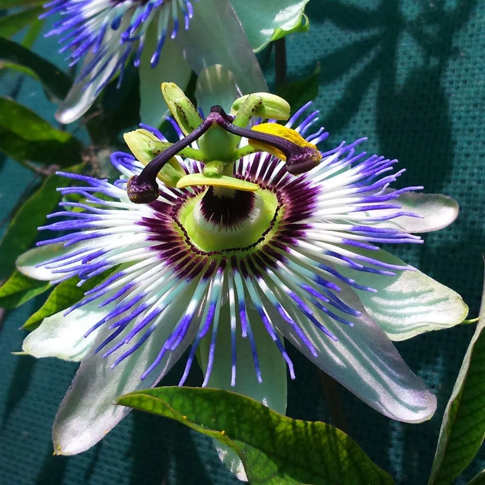 Passiflora 'Caerulea', arbusto da giardino semi-sempreverde, compatto e resistente al freddo, in vaso da 9cm.