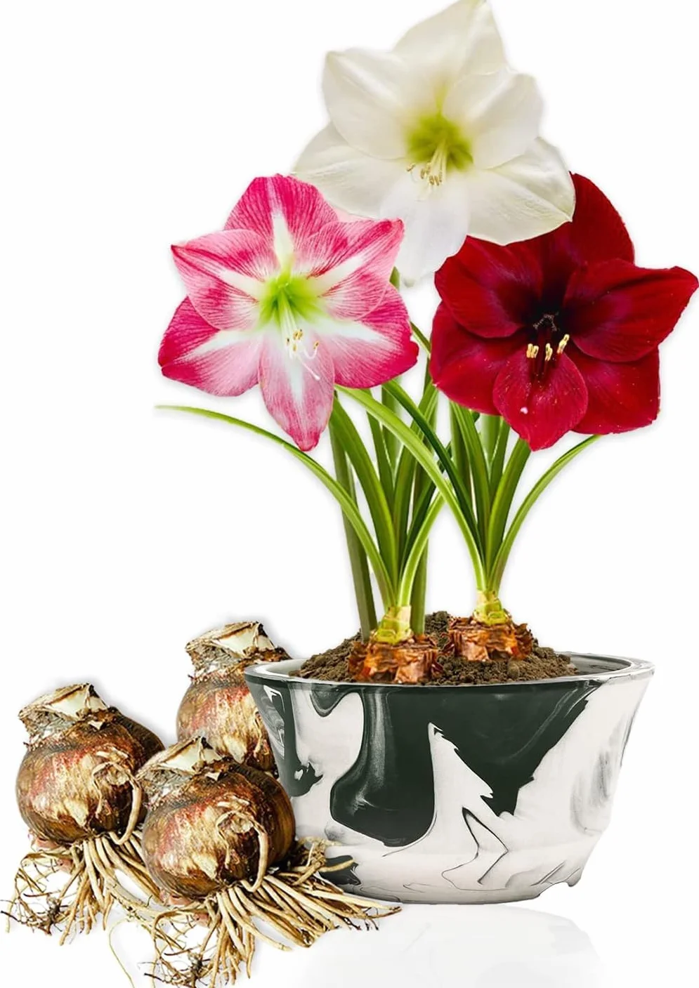 Bulbi di Amaryllis Collezione Economico - 3 Bulbi Fiori in grande formato 26/28 - Piante e Fiori Esclusivi dall'Olanda - Autentici Hippeastrum (non semi, senza cera e non artificiali)