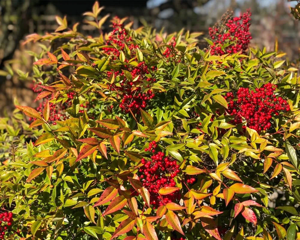 Nandina domestica "Bambù Sacro" pianta sempreverde a cespuglio in vaso ø18 cm Vivaio di Castelletto