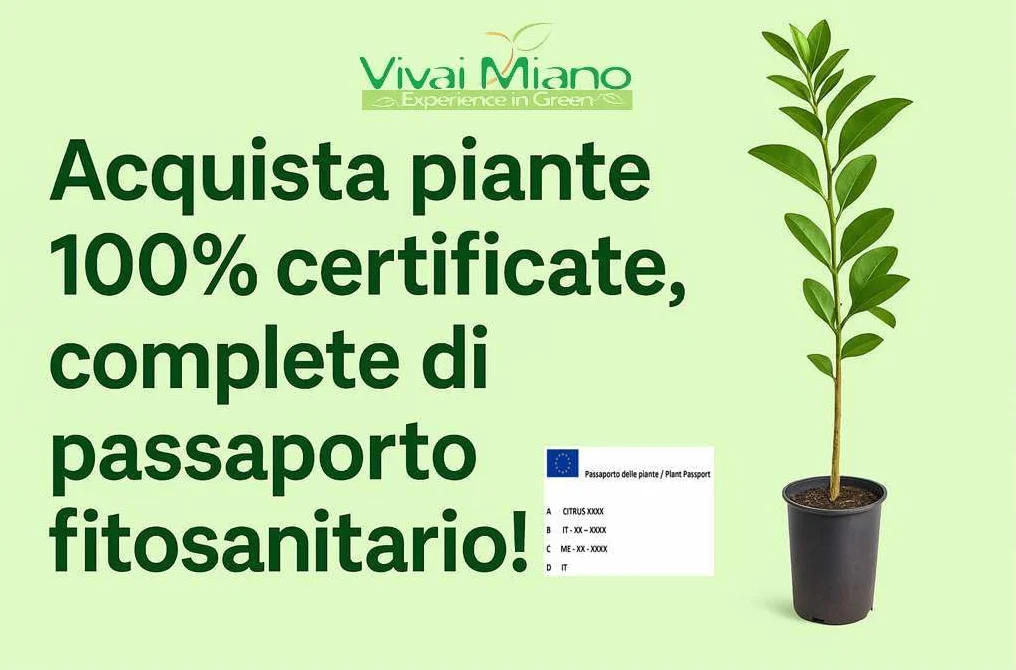 Pianta di Limone Zagara Bianca (vaso - 20) - Immagine reale