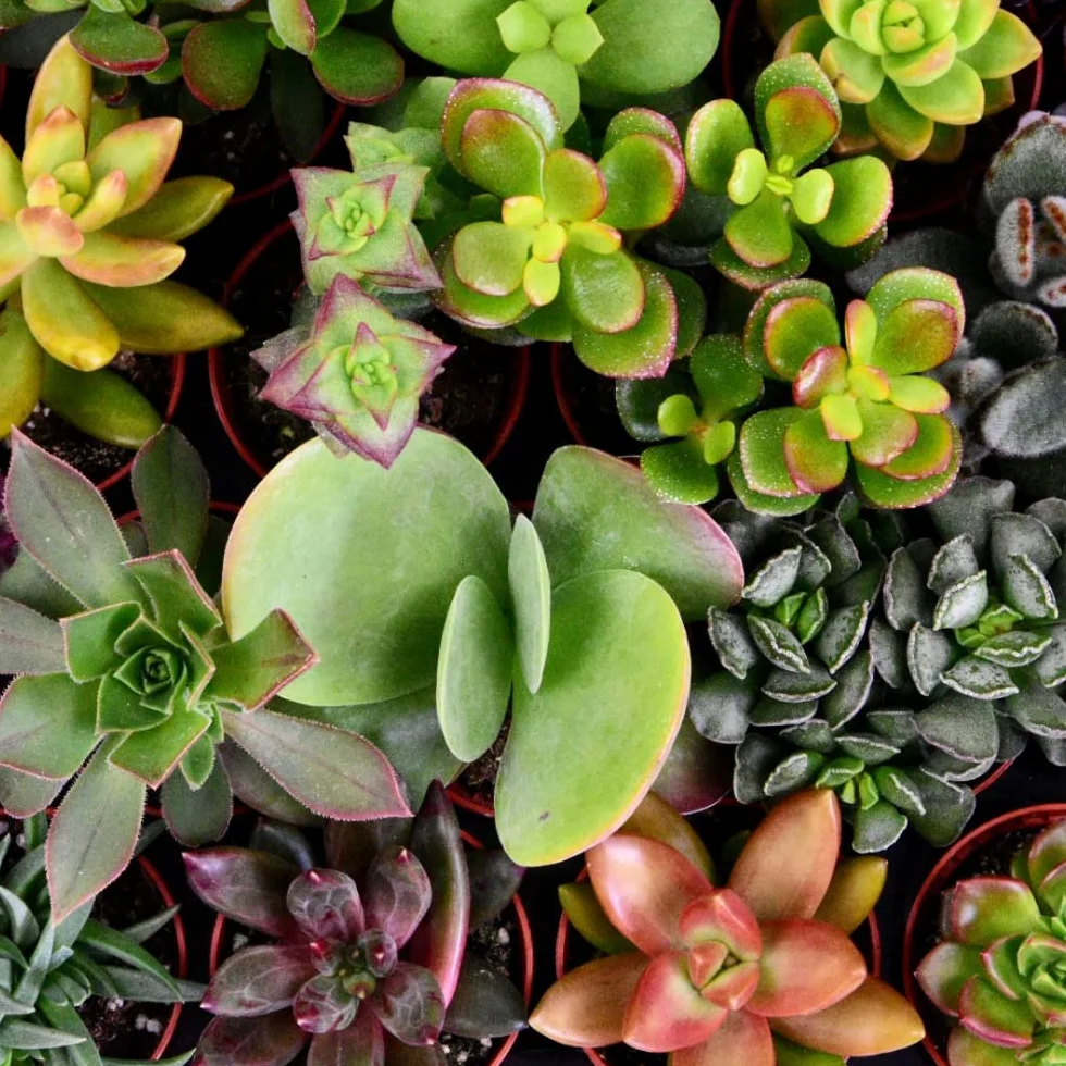 Mini Succulente Mix - Set di 15 Succulenti - Ø 5.5 cm Cestino - Altezza: 5-10 cm - Piante grasse vere da interno esterno