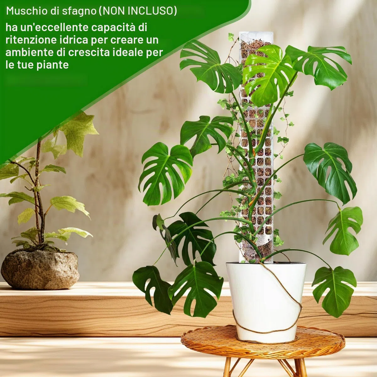 6 set di bastoncini di muschio per piante rampicanti, 61 cm, in plastica, con 3 picchetti, 2 nastri in velcro, 30 m, supporto per rampicanti Monstera, asta per piante rampicanti Monstera