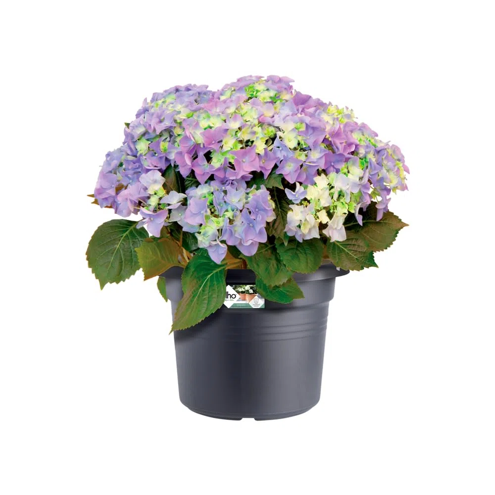 Elho Green Basics Cilinder 65cm Vasi per Piante - Living Black | ∅ 64 x A 48.5 cm | Adatto per uso esterno