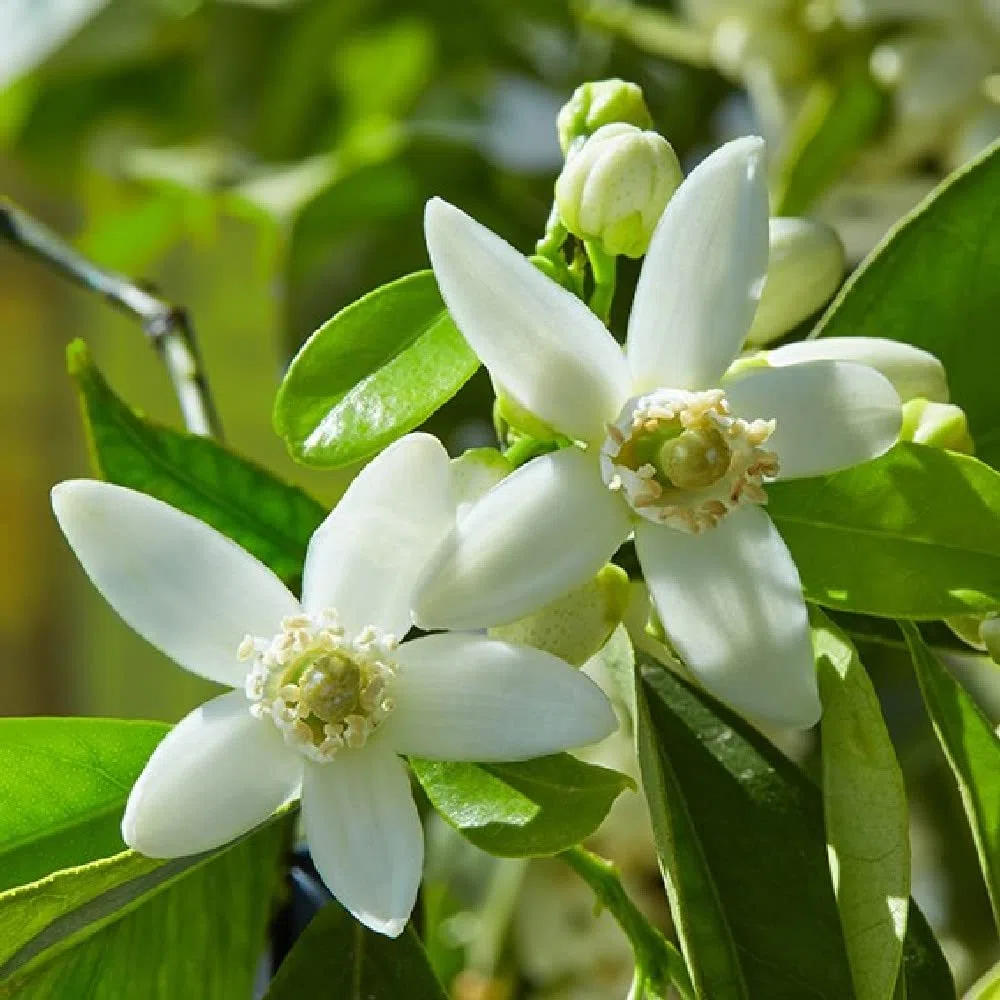 Albero di Mandarino Satsuma Giapponese Verde Pianta Sempreverde H130 cm Foto Reale