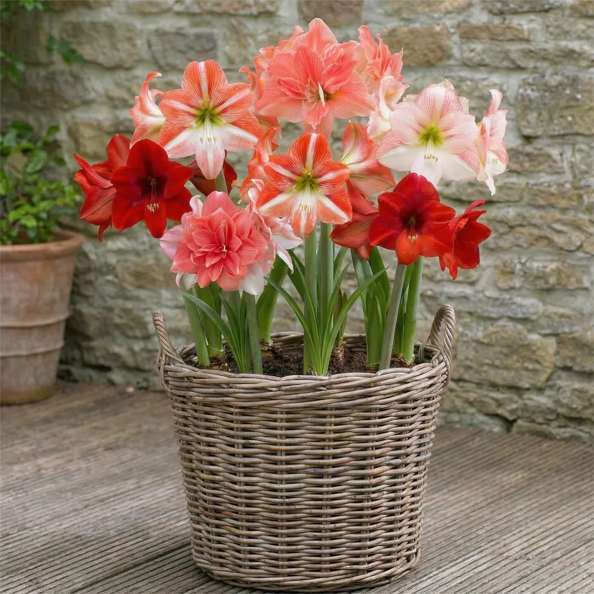 Bulbi di Amaryllis Surprise Collezione - 10 Bulbi Fiori in grande formato 26/30 - Piante e Fiori Esclusivi dall'Olanda - Autentici Hippeastrum (non semi, senza cera e non artificiali)