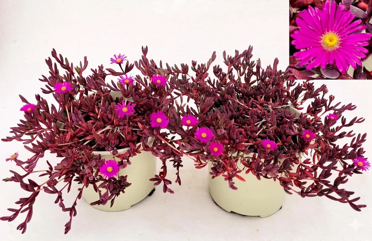 POWERS TO FLOWERS - DELOSPERMA FUCSIA, DESERT DANCERS PURPLE, MESEMBRIANTEMO RIFIORENTE, 2 PIANTE IN VASO 14 cm DIAMETRO, piante vere