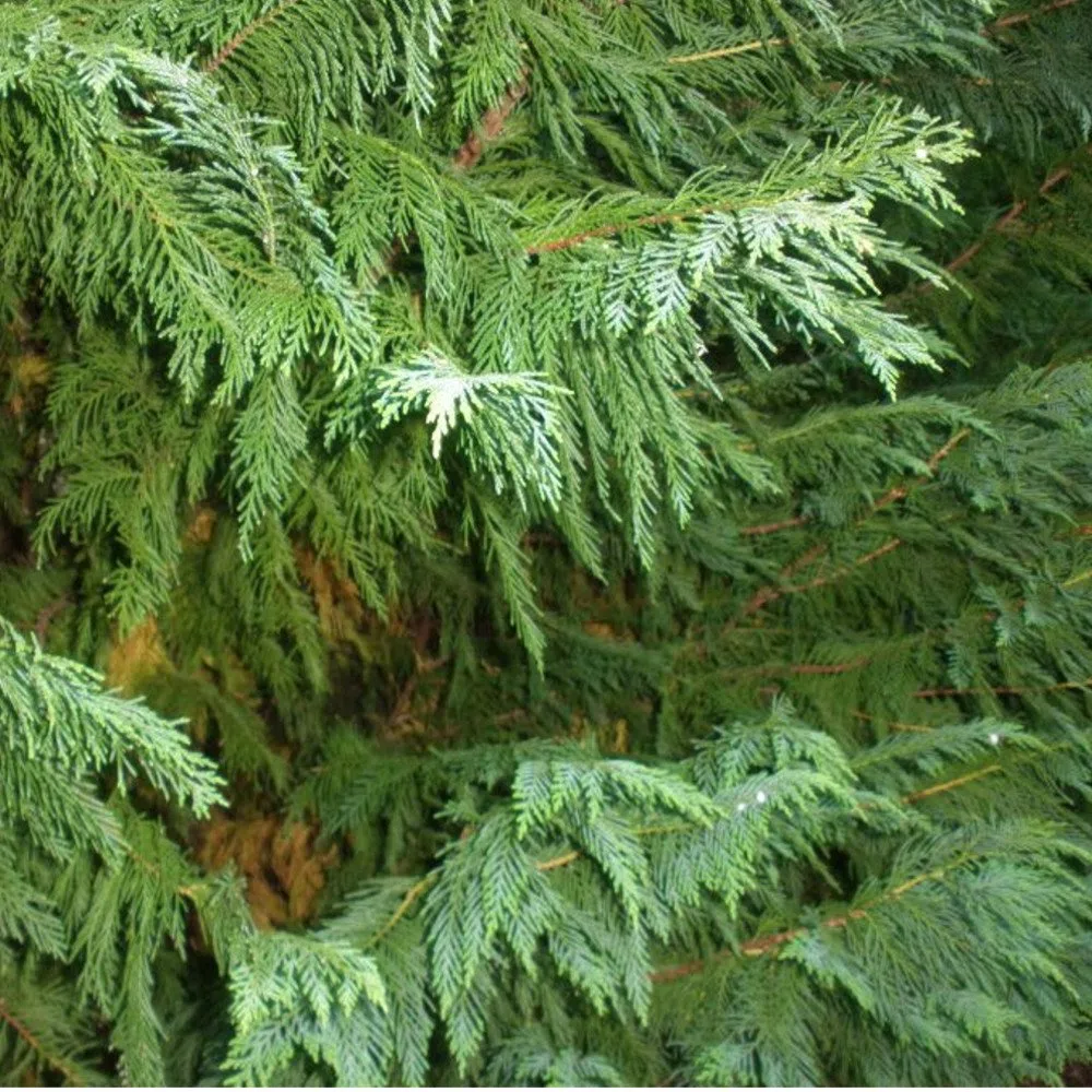Leylandii verdi - Alberi da privacy a crescita rapida, schermatura sempreverde, bassa manutenzione e resistenza alla siccità.