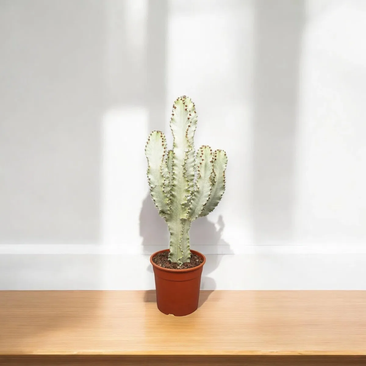 Euphorbia ingens variegata, pianta vera da interno, altezza pianta 60-70 cm, pianta grassa ornamentale, facile da curare