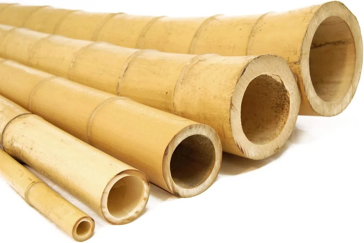 Dixiestore Pali Decorativi per Piante di Bambù Spessi - Bastoncini di Fiori 100% Naturali - Canne per Tralicci di Bambù - Supporto per Piante per Casa e Giardino - 190cm 50/60mm