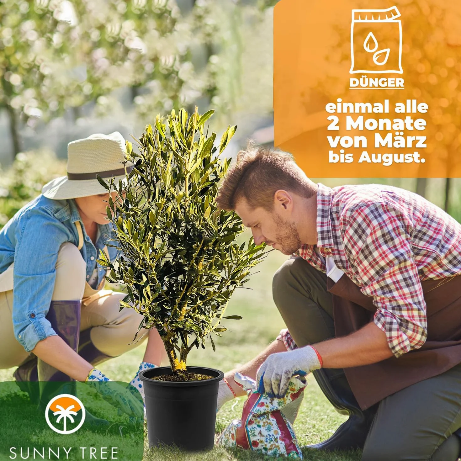 Sunny Tree - Ulivo Olea Europea a a forma di arbusto - Olivo sempreverde - Resistente all'inverno -18 - Altezza 80-100 cm incl. vaso - A+ ware