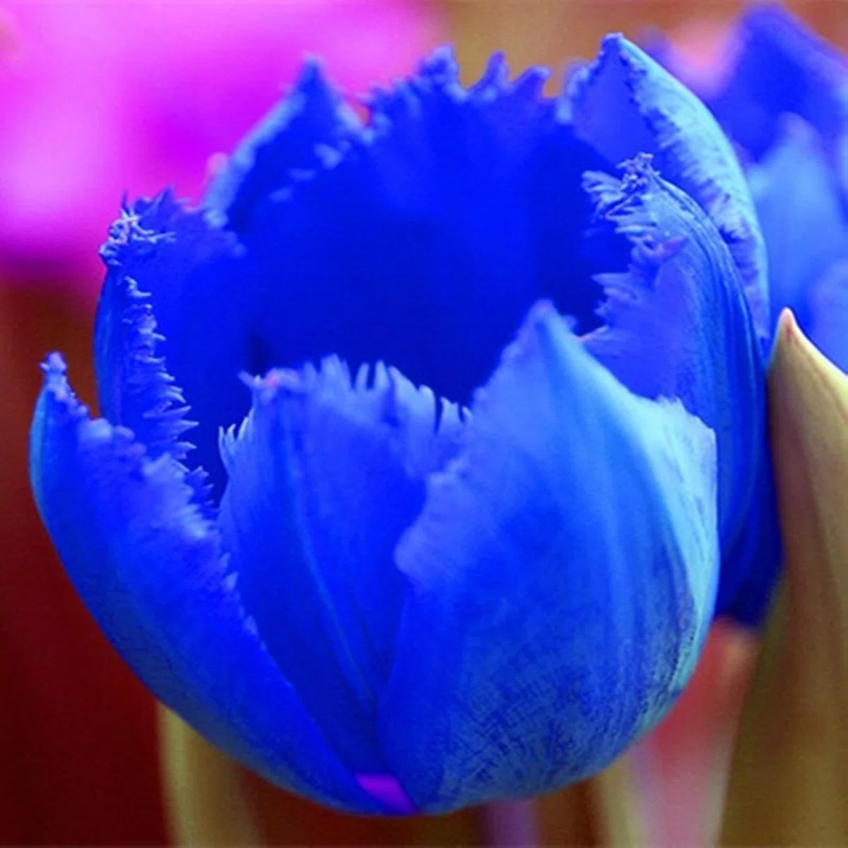 Tulipano Bulbi,Compatti- Naturali, Vitali -Robusti, Freschi-15 Bulbi-A