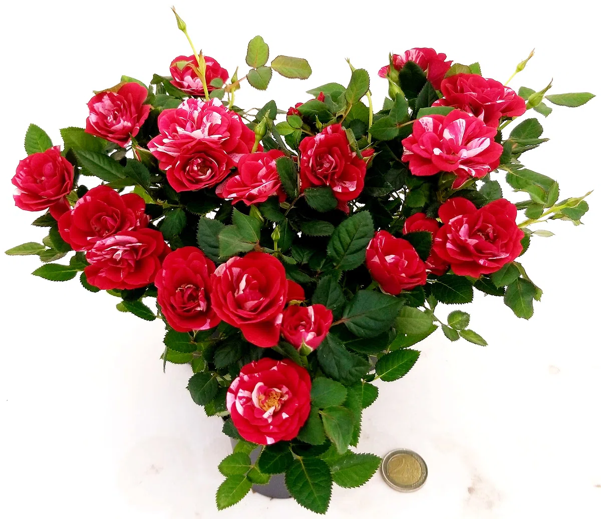 POWERS TO FLOWERS - ROSA DA GIARDINO NANA RAMPICANTE e RIFIORENTE, ROSA ROSSA BICOLORE, 3 PIANTE, VASO 8CM, Piante Vere