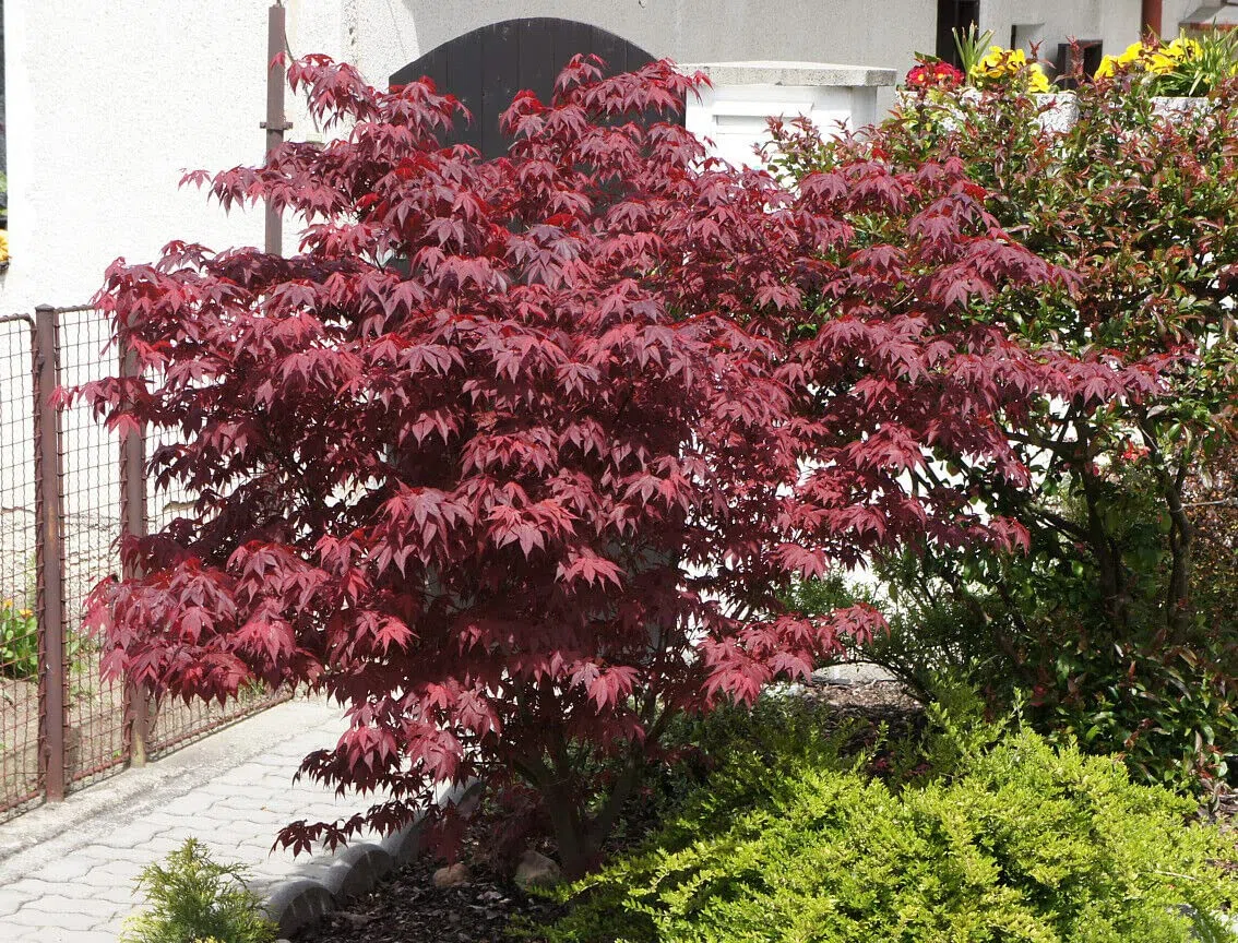 Acero rosso giapponese "Acero palmatum Fireglow" FG1 pianta innestata in vaso 2 litri Vivaio di Castelletto