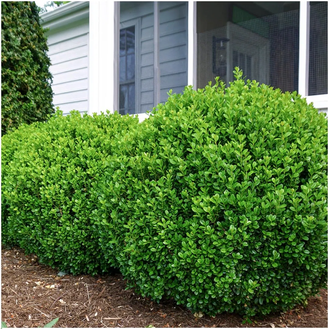 Piante di Buxus, Arbusti Sempreverdi per Siepi, Verde, Set da 24, Ø7 cm