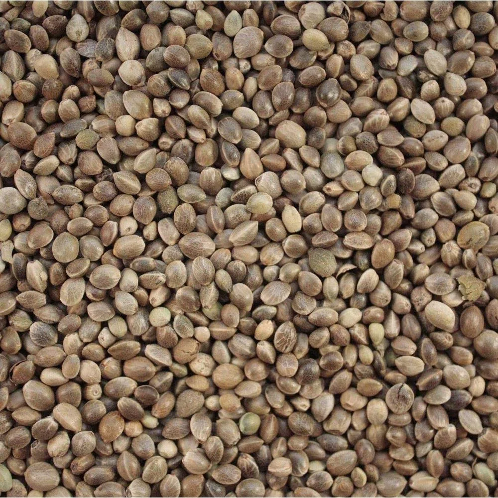 Versele-laga Semi di canapa 20 kg, semi per uccelli selvatici e in gabbia