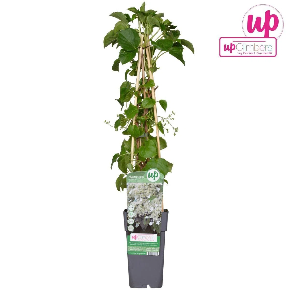 Pianta di Ortensia Petiolaris h cm 65 su vaso alto cm 11 pianta rampicante