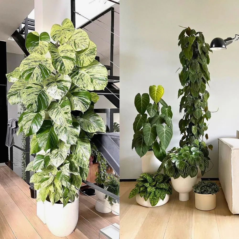 Tutore in Muschio XL per Monstera 4 Pezzi 63 x 9,5 cm - Supporto Estensibile e Set Accessori - Pali per Piante con Velcro e Substrato Speciale di Muschio - Ottimizzato per Aroidi