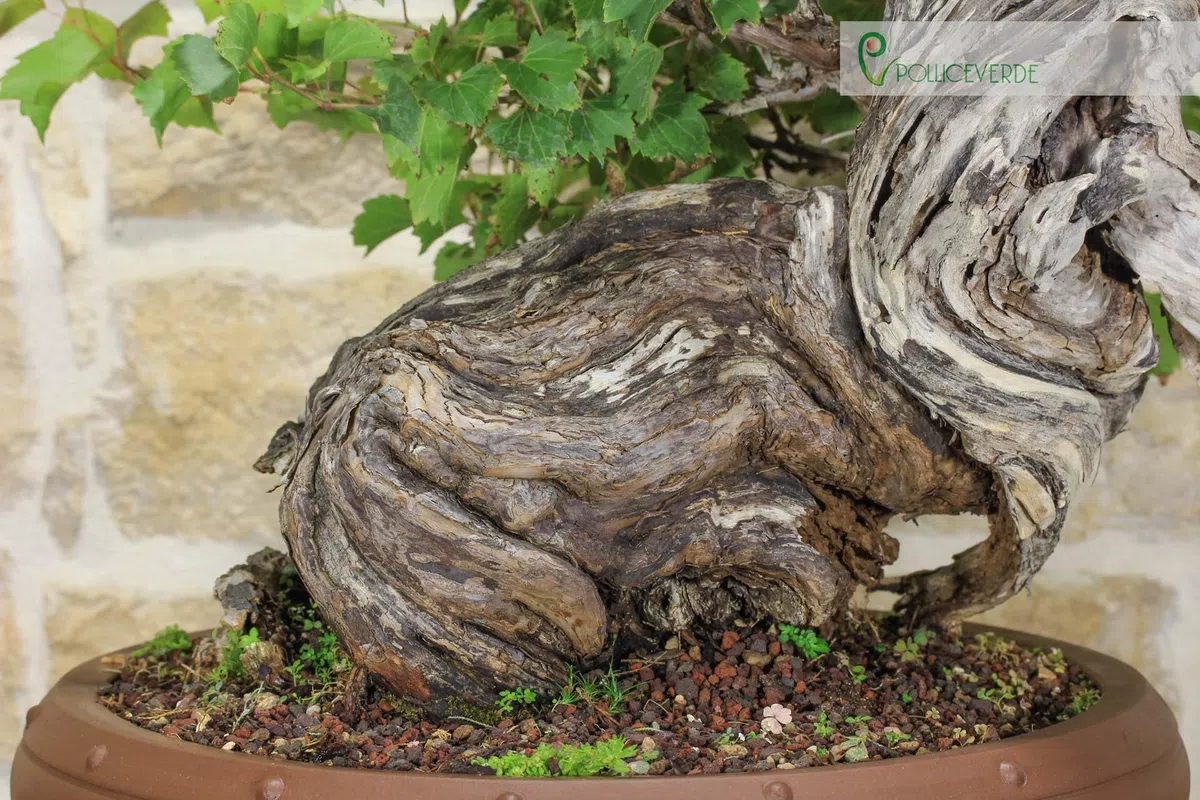 Bonsai Yamadori di Vite Selvatica (3)