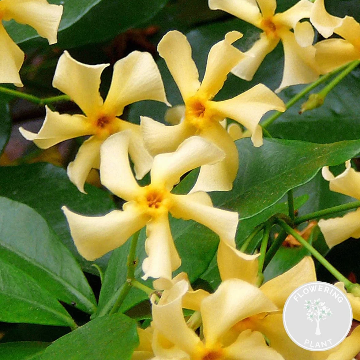 Bloomique - Trachelospermum jasminoides - Gelsomino toscano - Giallo - Rampicante - Pianta da giardino - Sempreverde - Resistente al freddo - Alta 50-70 cm - Vaso da 15 cm