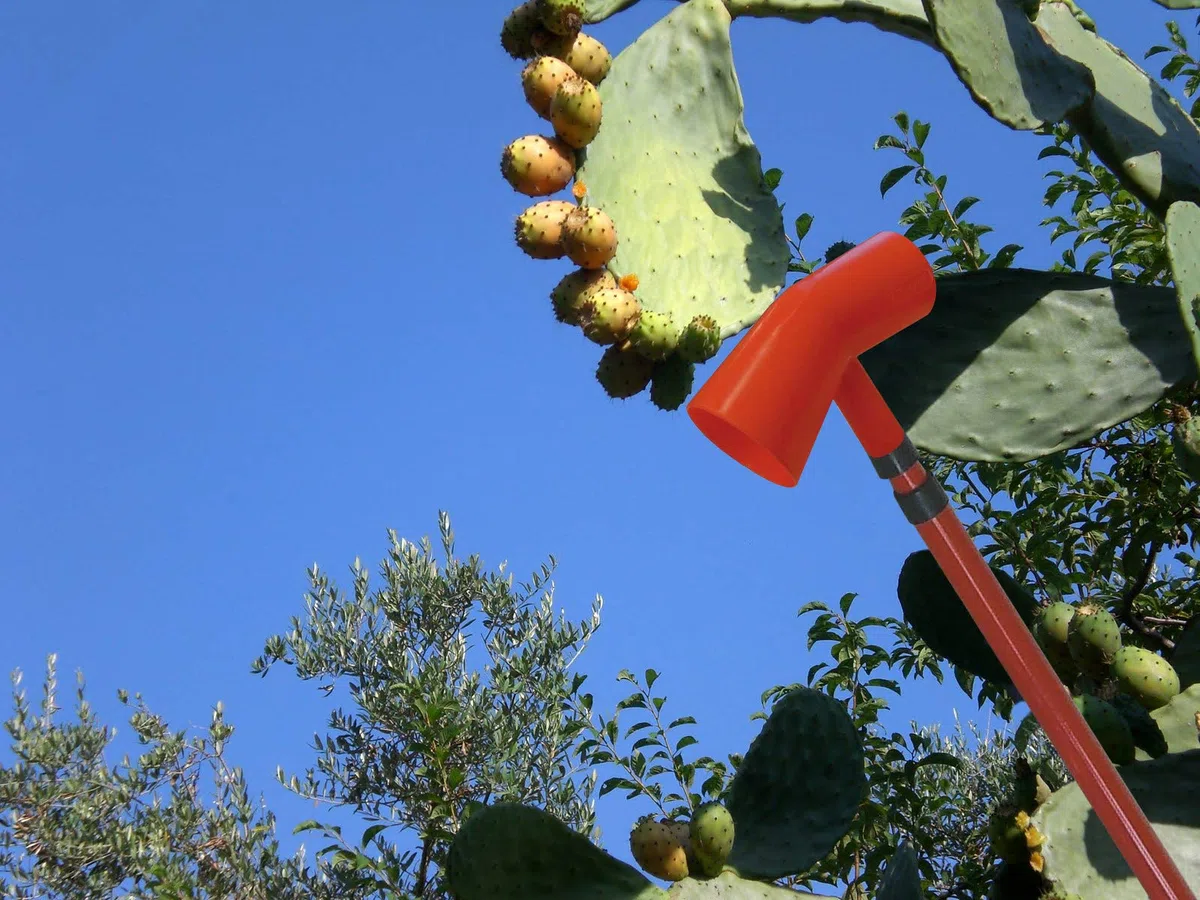 Raccogli Fichi D'India con Asta Telescopica Allungabile Coglifrutta Coglifico Raccolta Frutto Polipropilene