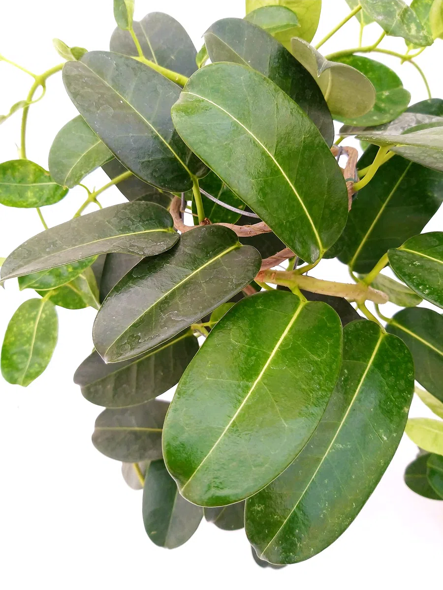 GELSOMINO STEPHANOTIS FLORIBUNDA, ALTEZZA 45CM, IDEALE PER GIARDINI, pianta vera