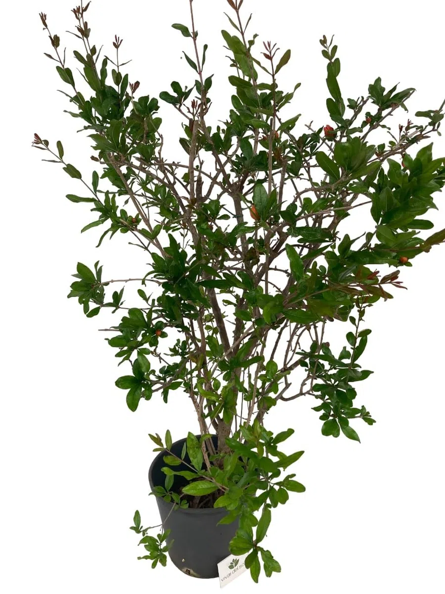 Punica Granatum - Melograno da fiore Pianta ornamentale da esterno prodotta da Vivai del Sole vaso diametro cm 30