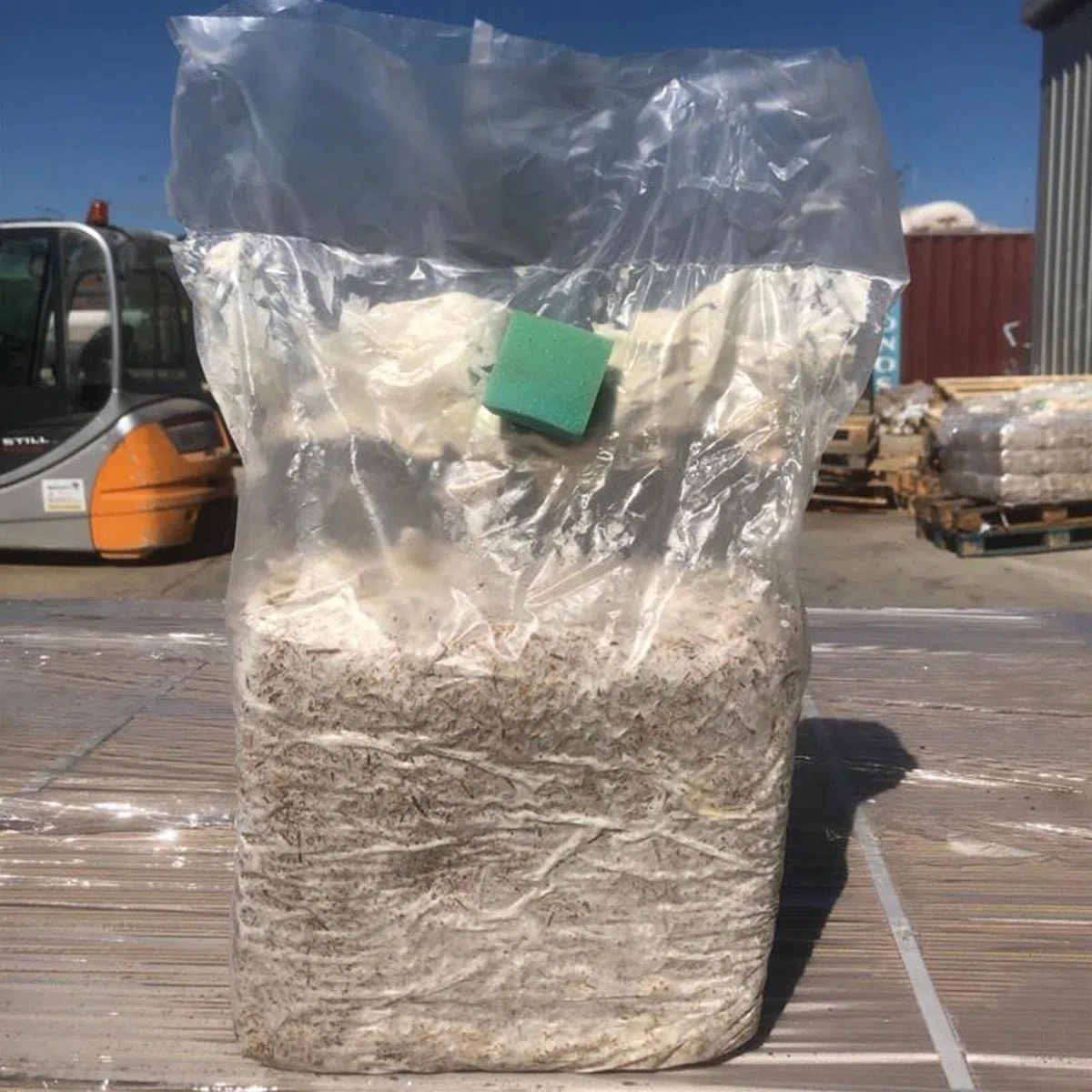 Balletta per la Produzione Professionale di Funghi Cardoncelli Pleurotus Eryngii Ideale per la Coltivazione del Fungo Cardoncello Pugliese Substrato e Ceppo (6)