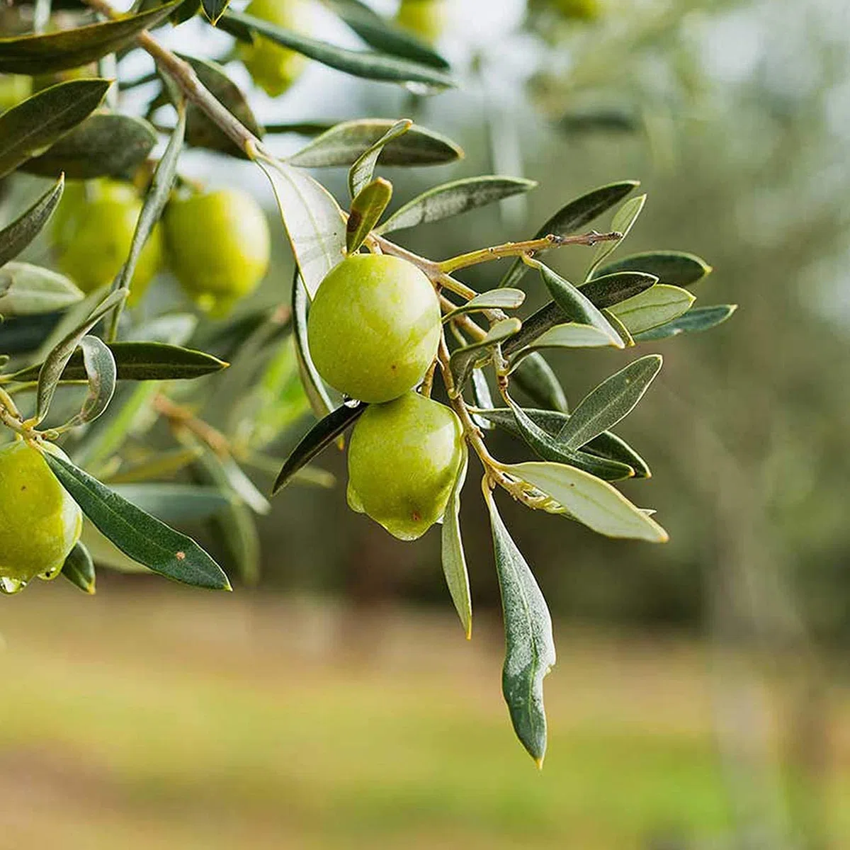 Boro et Concime Liquido Per Olivo - Per Piante Verdi, Fertilizzante Fogliare Per Trattamento Da Orto E Giardino, Integratore Consentito In Agricoltura Bio (5 LITRI)