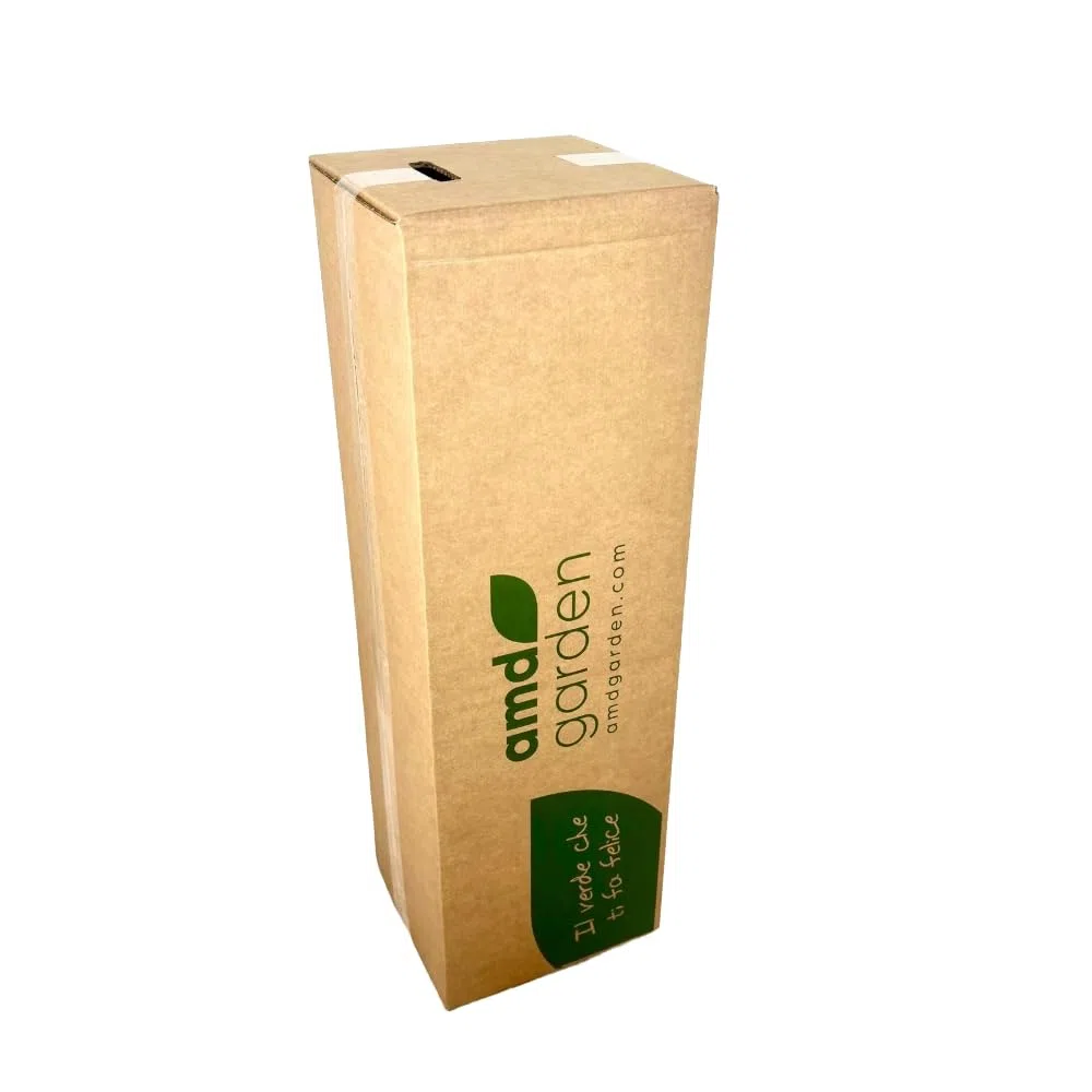 Pianta di Caprifoglio Lonicera Heckrottii Gold Flame Rampicante in vaso 18 cm Profuma intenso