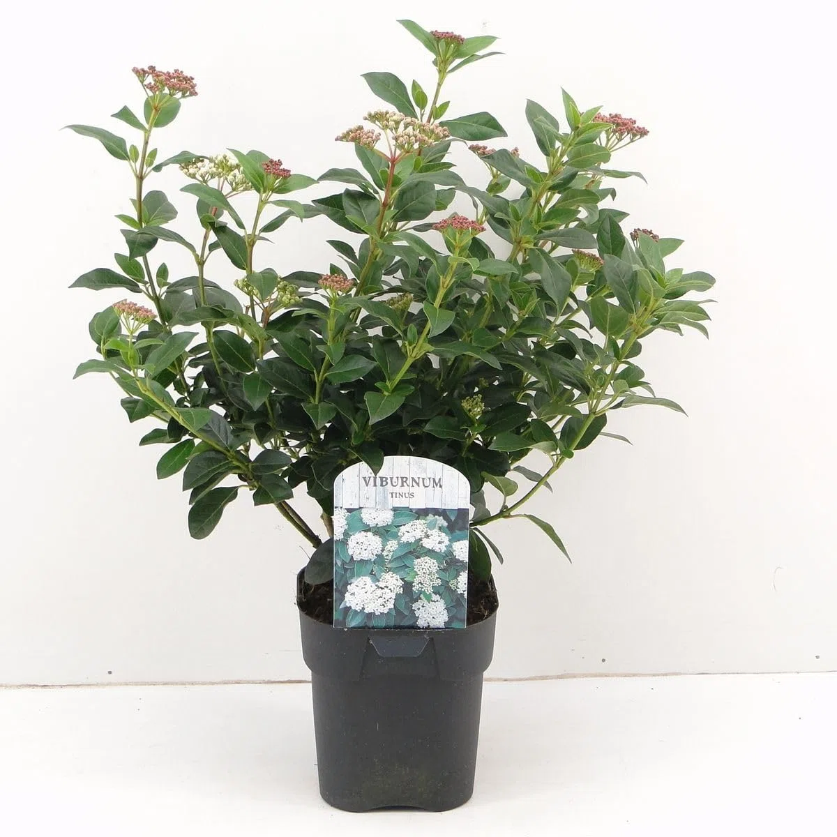 Viburno tino "Viburnum tinus" lentaggine 3 piante da siepe sempreverde in vaso ø9 cm h. 20/40 cm Vivaio di Castelletto
