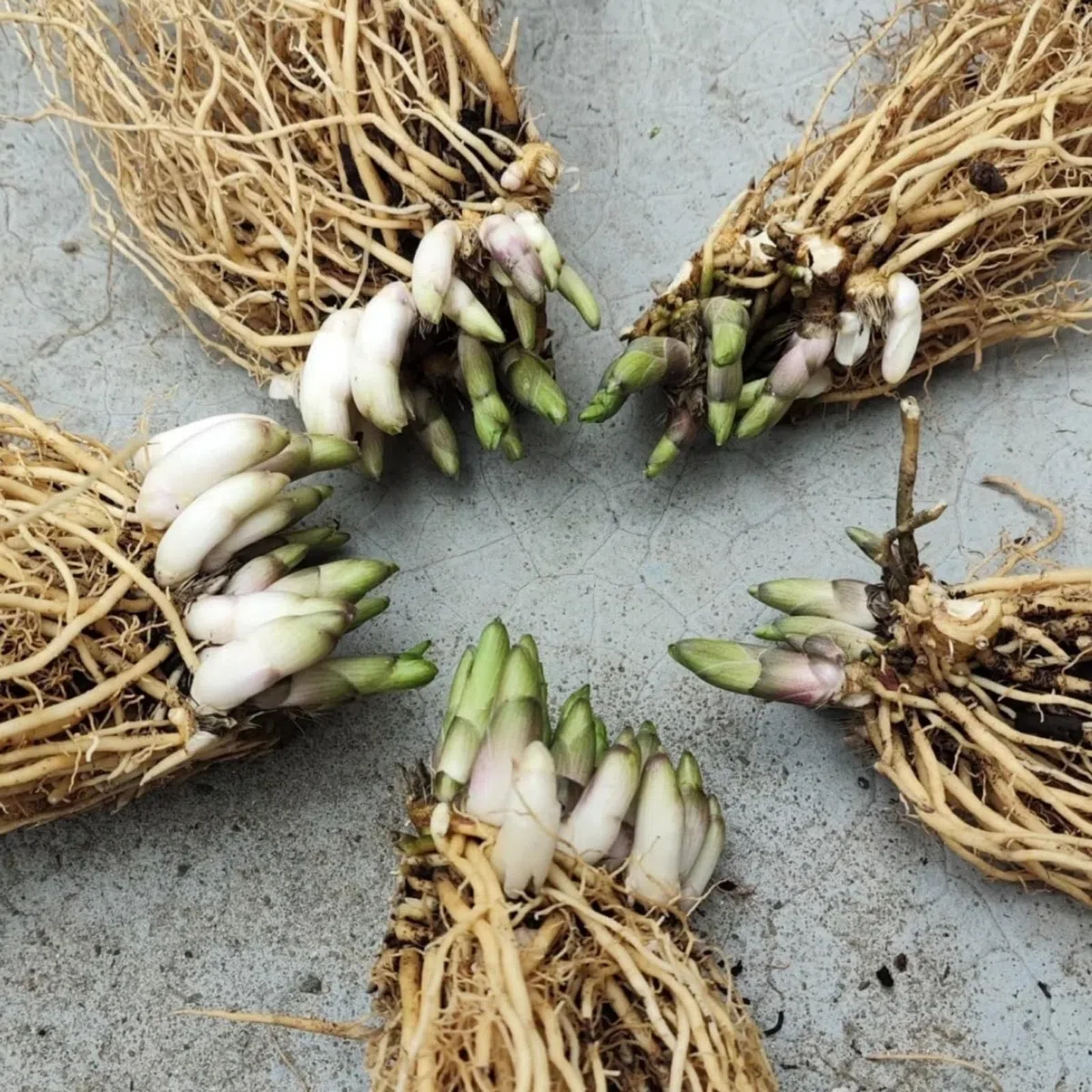 Resistenti al freddo e alla siccità&Adatte per la decorazione di giardini e balconi/Hostas/Rizoma Hosta/Hosta resistenti-8 Rhizome-C