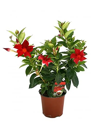 Dipladenia 6 piante Ø14 H.30cm