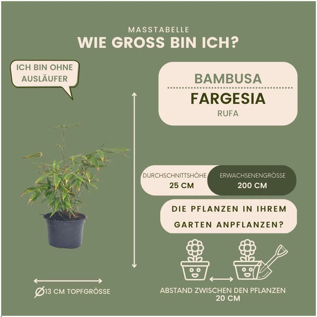 Bambù Fargesia Rufa - Confezione da 6