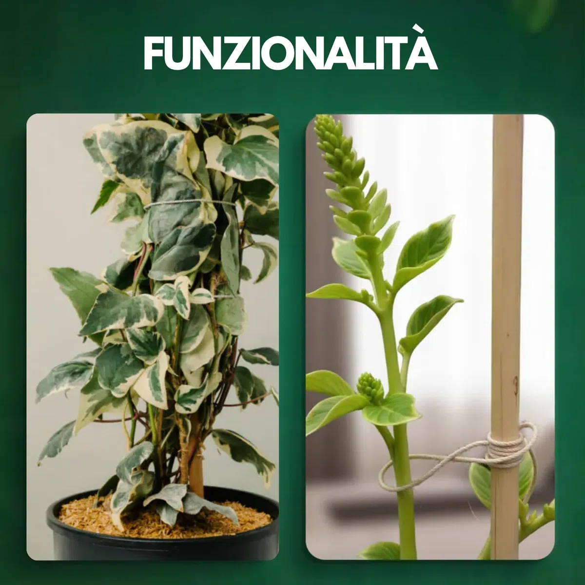 Canne Bambù Giardinaggio Naturali Set 25 Cannette 10/12 Ø x 150 cm Bastoncini Supporto Piante Orto Sostegni Tutore Pali Resistenti Rampicanti Giardino Pomodori Melanzane