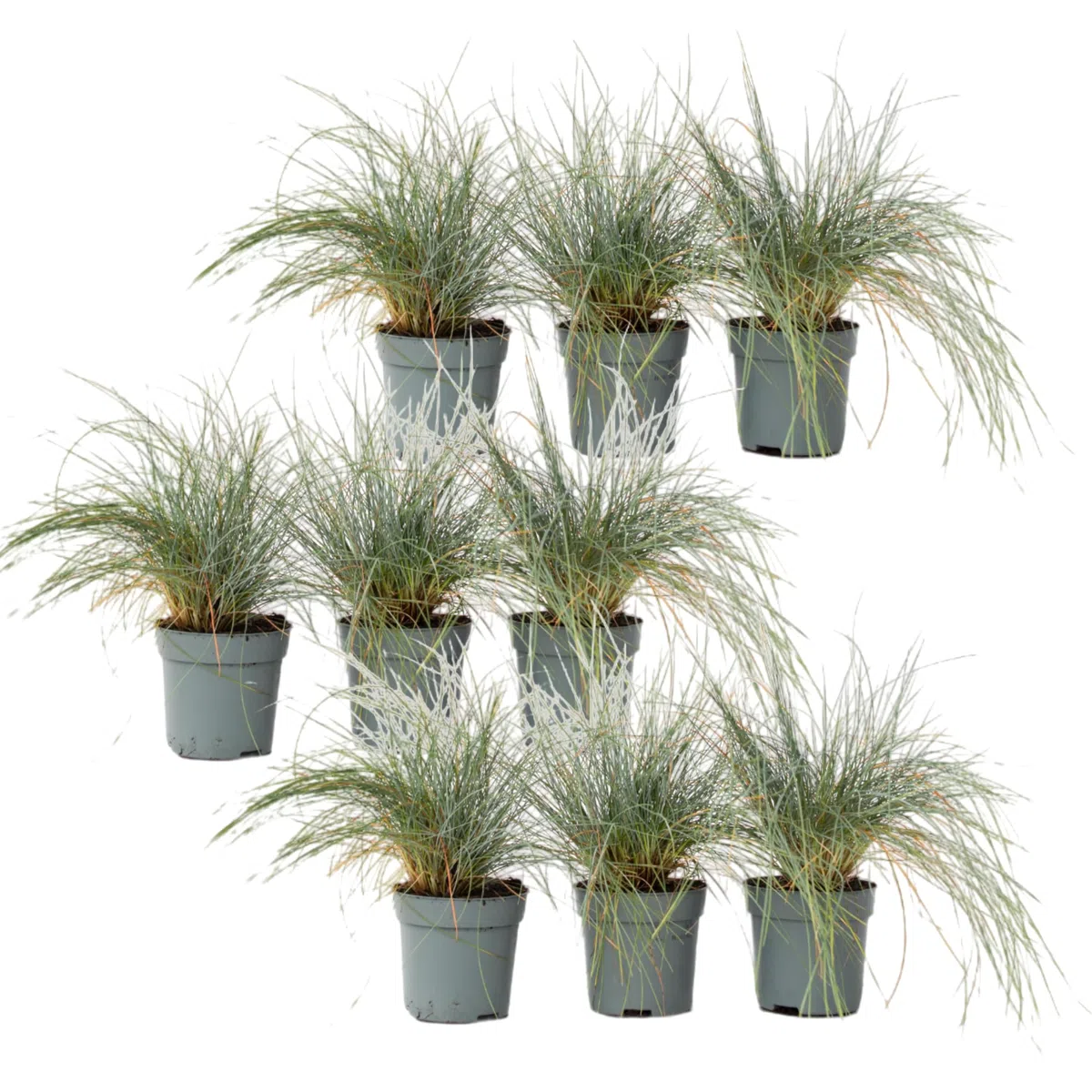 Plant in a Box - Festuca - Set di 9 - Festuca blu - Erba ornamentale - Vaso 9cm - Altezza 10-15cm