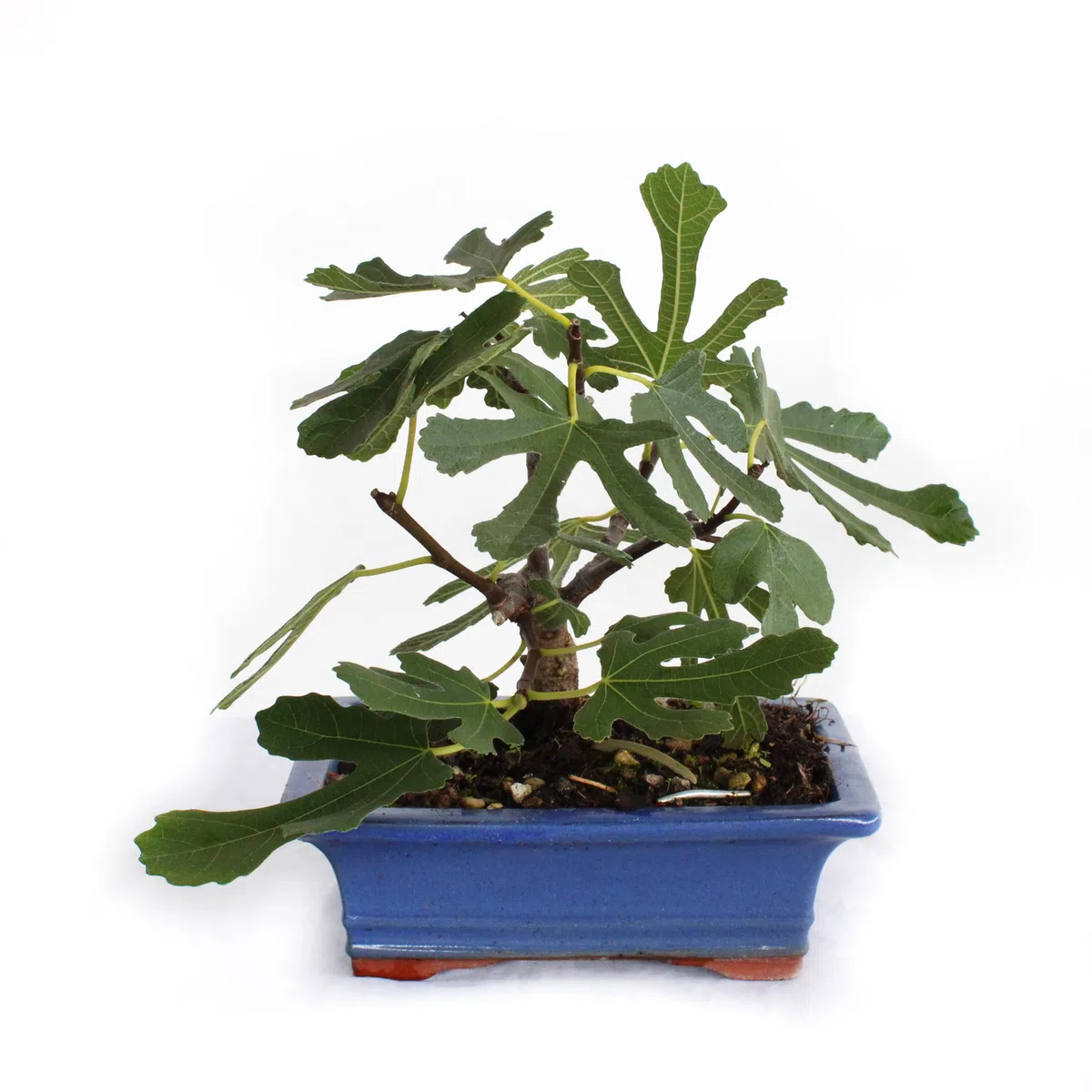 KENTIS - Bonsai di Ficus Carica - Fico Comune - Piante Vere da Esterno da Frutto - Giardino Balcone Terrazzo - H 20-25 cm Vaso in Ceramica 18 cm