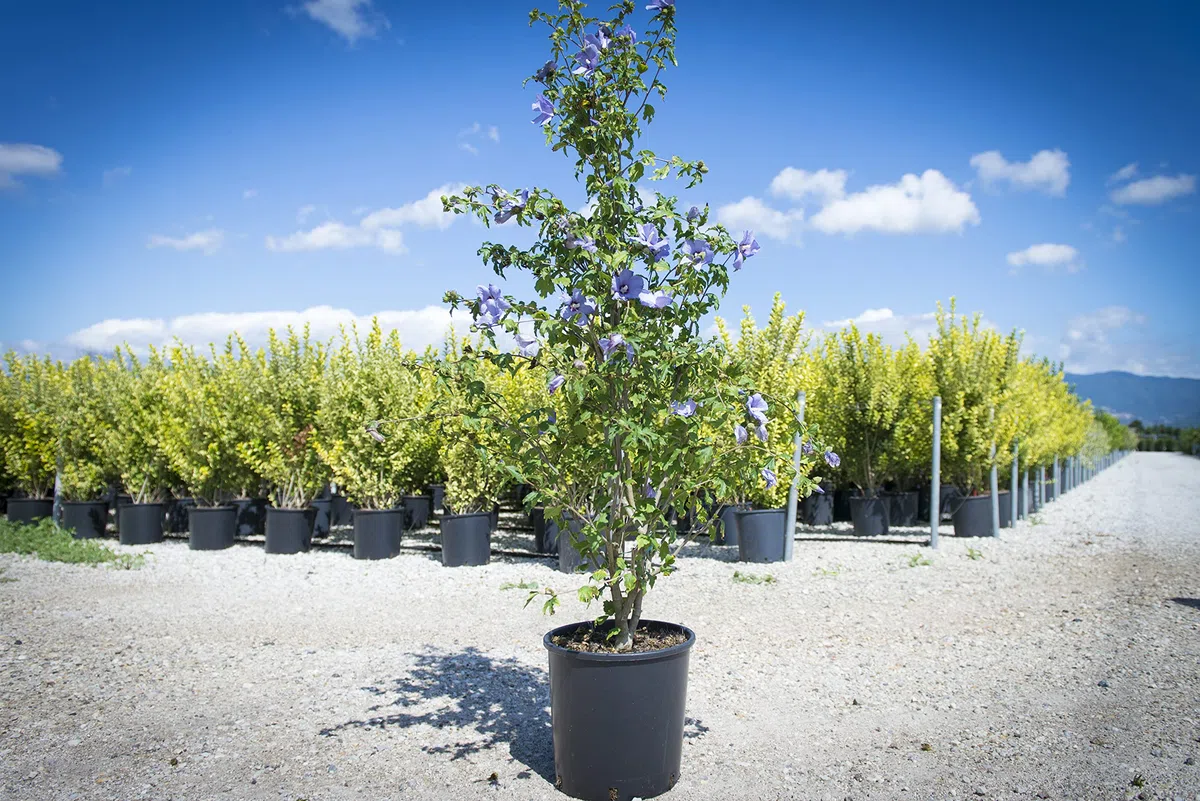 Vannucci Piante - Hibiscus syriacus 'Blue Bird', (Ibisco) Pianta vera in vaso, Pianta da esterni